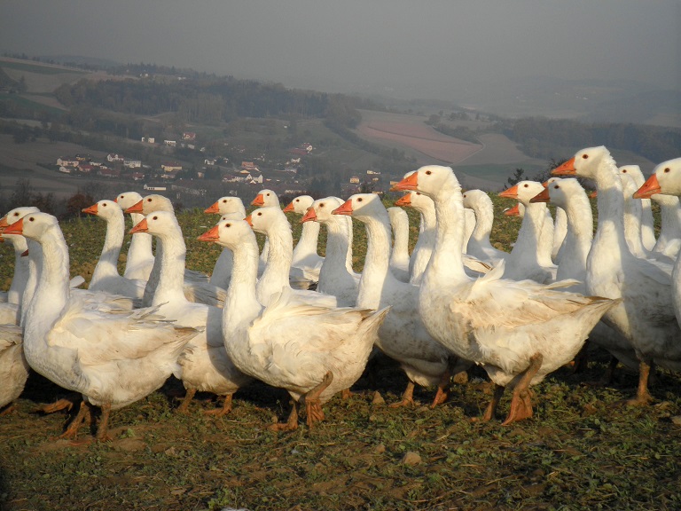 Weidegänse